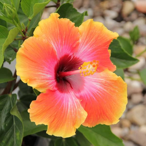 2 gal. Hibiscus Fiesta Braided Annual Tree Plant with Multicolor Flowers