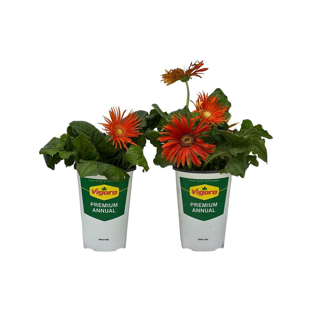 Vigoro 2.5 Qt Gerbera Daisy Orange in Grower's Pot (2Packs