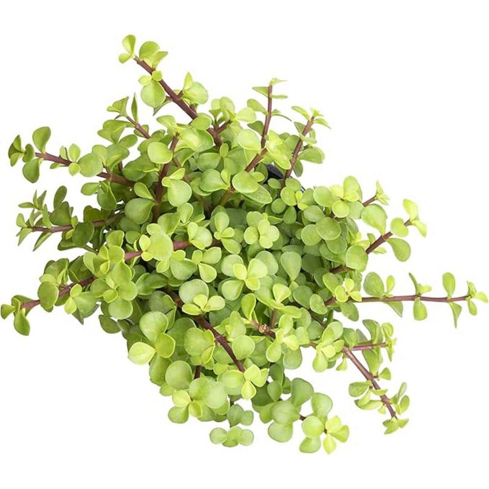 Trailing Elephant Bush Succulents Flower Basket (3-Pack)