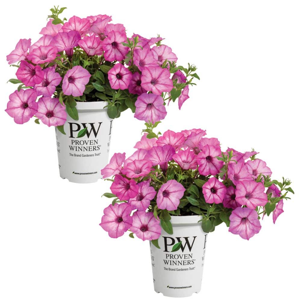 Kawahara Nurseries 4 in. Supertunia Petunia Annual Plant Tiara