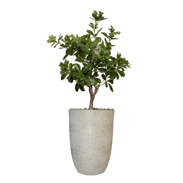 VINTAGE HOME 30" High Artificial Tung Tree With Fiberstone Planter