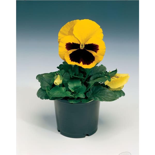Unbranded 1.27 Qt. Delta Blotch Yellow Pansy Plant (6-Pack)