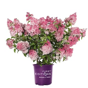 2 Gal. Spring Sizzle Panicle Hydrangea Shrub with White to Pink Flowers