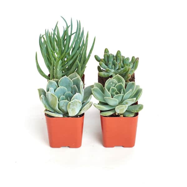 2 in. Blue/Green Collection Succulent (Collection of 4)