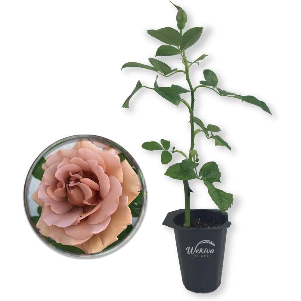 wekiva-foliage-rose-bushes-