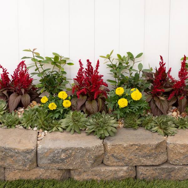 Metrolina Greenhouses 2 5 Qt Red Dragons Breath Celosia Annual Plant 3 Pack 4021 The Home Depot