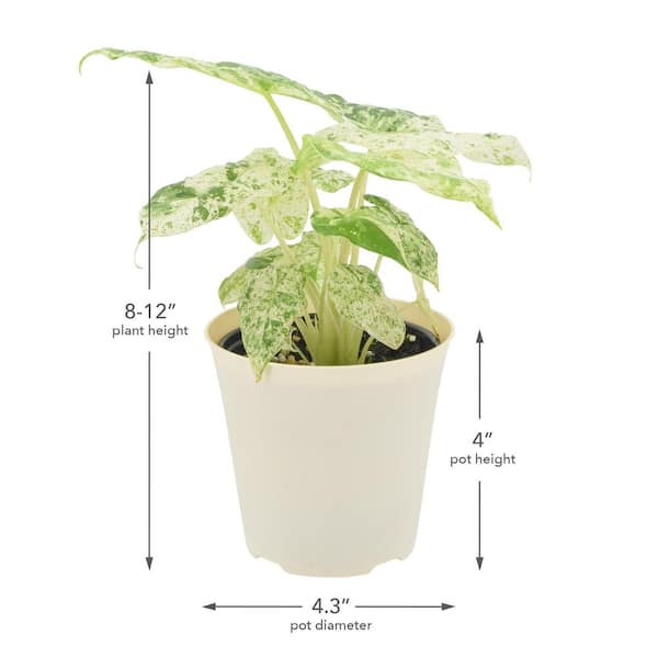 Arcadia Garden Products 4 in. Alocasia Odora Batik Plant in Beige