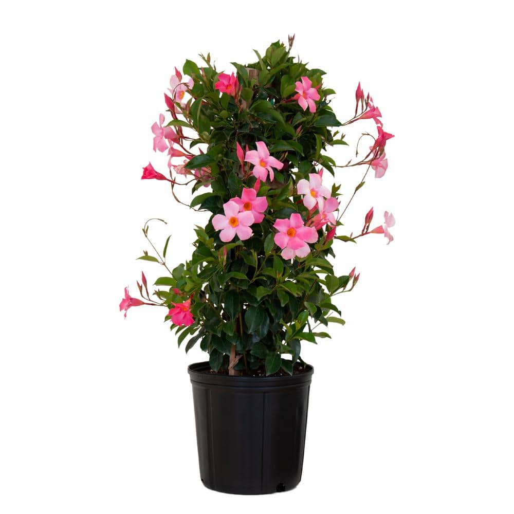 United Nursery Pretty Pink Mandevilla Trellis Live Outdoor Vining Plant in 9.25 inch Grower Pot