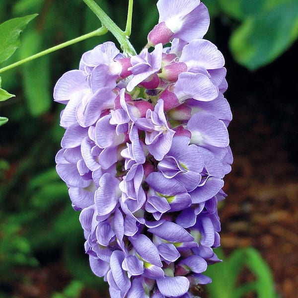 Have a question about FLOWERWOOD 2.5 Gal. Amethyst Falls Wisteria, Live  Vine Plant, Clusters of Lilac-Purple Blooms? - Pg 1 - The Home Depot