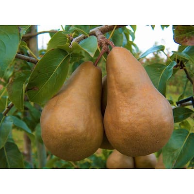 Dwarf Bosc Pear Tree - Sweet and Hardy Cinnamon Brown Pears (Bare-Root, 3 ft. to 4 ft. Tall, 2-Years Old)