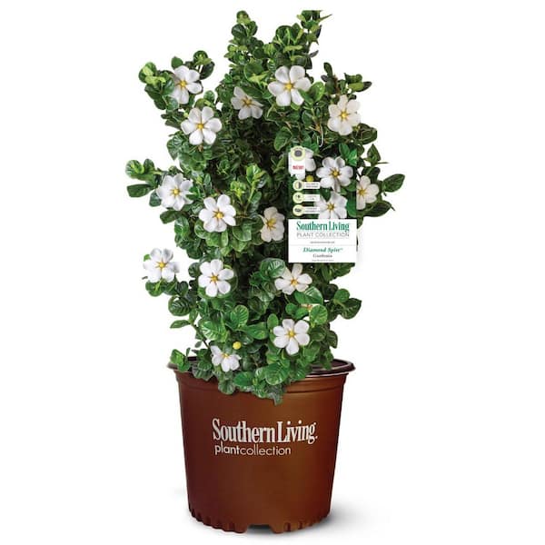 2 Gal. Diamond Spire Gardenia Shrub with Fragrant White Flowers