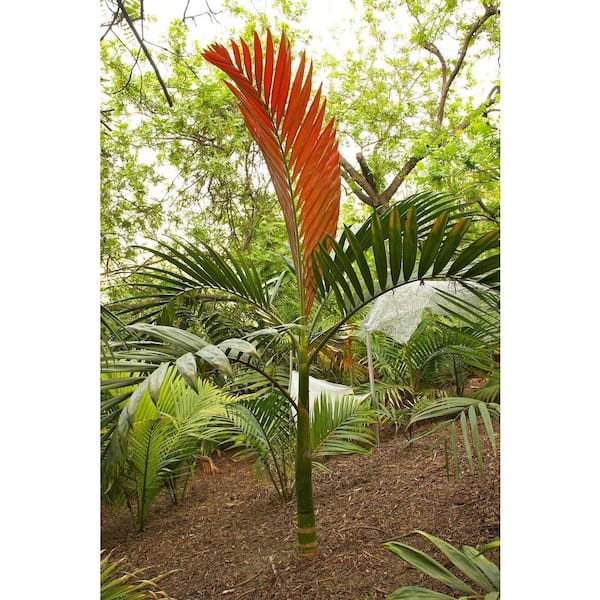Wekiva Foliage Red Flame Palm-Live Plant in a 4 in. Growers Pot-Chambeyronia Macrocarpa-Rare Ornamental Palm Tree from Florida