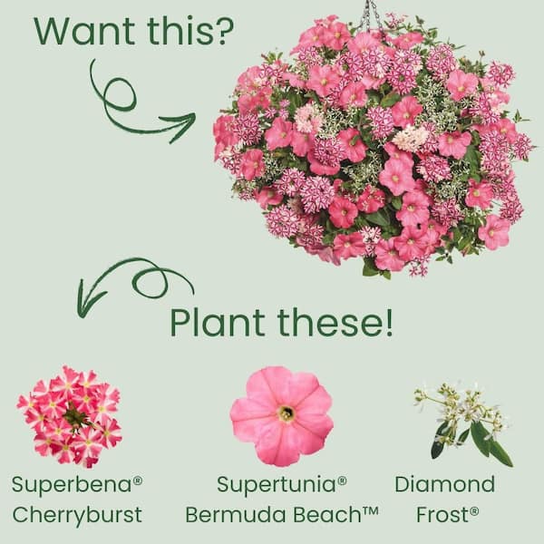 Proven Winners 4.25 in. Eco+ Grande Superbena Cherryburst (Verbena