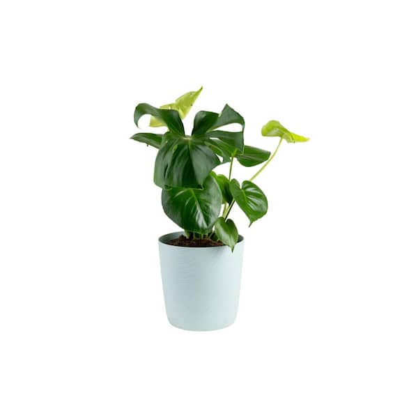 Costa Farms Monstera Deliciosa Swiss Cheese Indoor Plant, in 10 in. Paradise Planter Avg. Shipping Height 2-3 ft. Tall