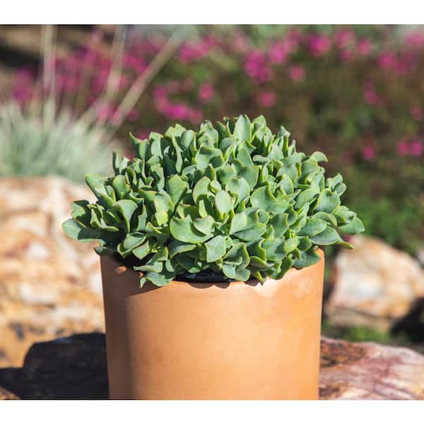SMART PLANET 1G Crassula Ripple Jade Tm - Single