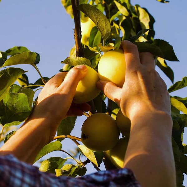  5 Honeycrisp Apple Seeds Fruit Tree for Your Garden Planting  Outdoors, Tropical Fruit Sweet Heirloom Seeds Vine : Patio, Lawn & Garden