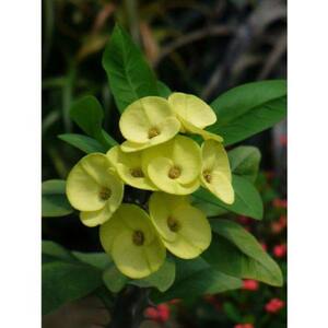 2.5 Qt. Crown of Thorns Plant Yellow Flowers in 6.33 In. Grower's Pot (4-Plants)