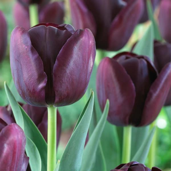 VAN ZYVERDEN Tulips Super Sized Queen Of Night Bulbs (12-Pack)