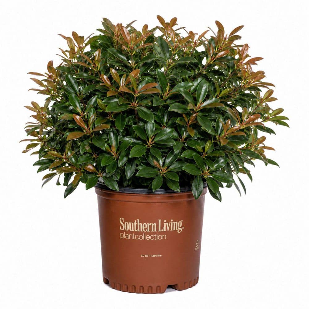 SOUTHERN LIVING 3 Gal. LeAnn Cleyera Shrub (Ternstroemia