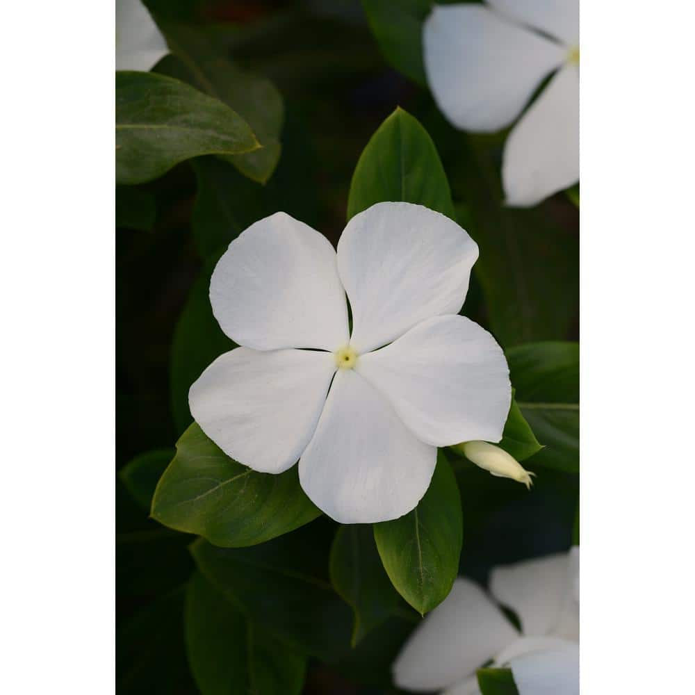 BELL NURSERY 1.25 qt. White Vinca Annual Live Plant, White Flowers, (4