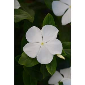 6 in. White Vinca Plant Annual Live Plant, White Flowers (2-Pack)