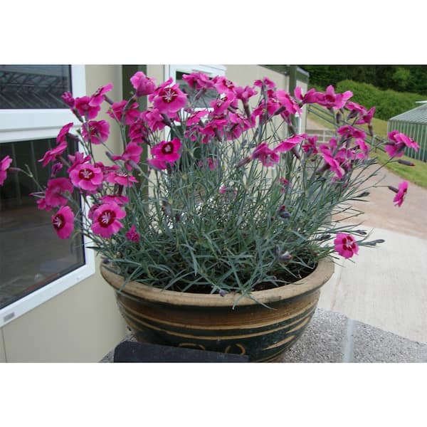Unbranded 1.0 Qt. Perennial Dianthus Peppermint Star
