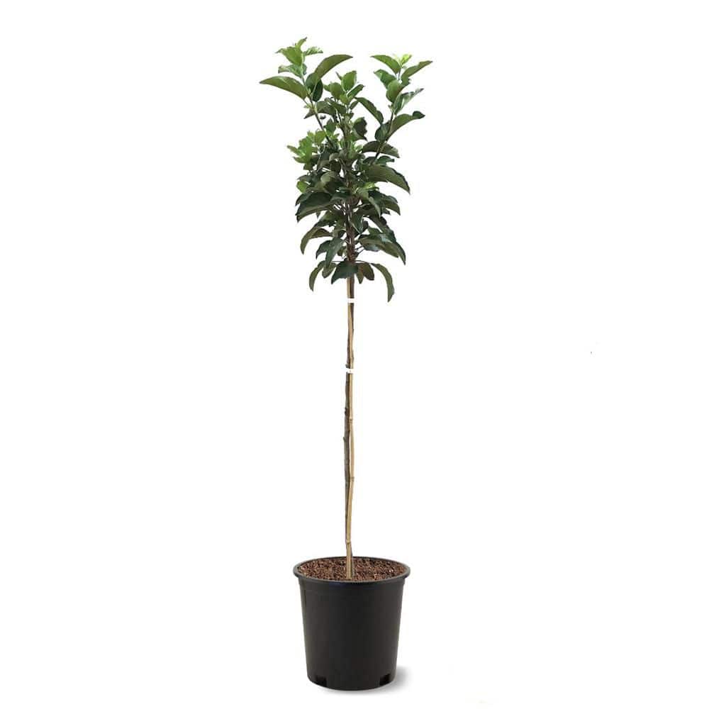 5 Gal. Pippin SL. Semi Dwf Apple Tree price history on PriceWatchPro