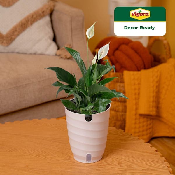 palm plants for sale Kentia Palm 14