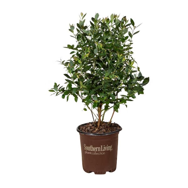 SOUTHERN LIVING 2.5 Qt. Hello Darlin Blueberry, Deciduous Fruit Bearing Plant which produces medium sized blueberries