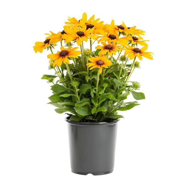 BELL NURSERY 11 in. Yellow Black Eye Susan Planter
