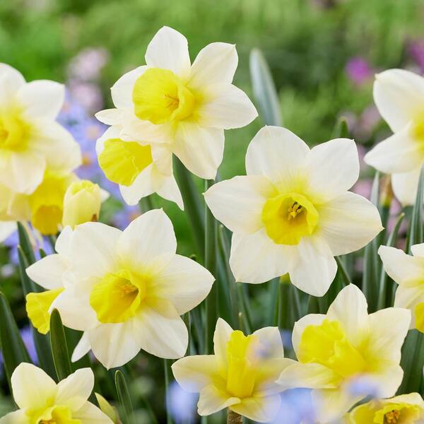 Vigoro 12/14 cm, Narcissus Jonquilla Golden Echo Daffodil Flower Bulbs (Bag of 100)