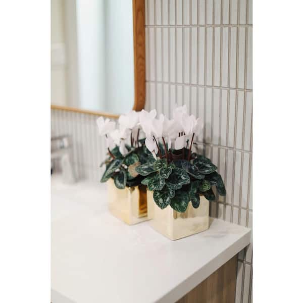 1.21-Pint White Cyclamen Latinia Plant in 4 in. Pot (4-Pack) CYCLSUWP2-4CH4  - The Home Depot