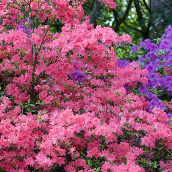 national PLANT NETWORK 1 Gal. Azalea Chinzan Flowering Shrub with