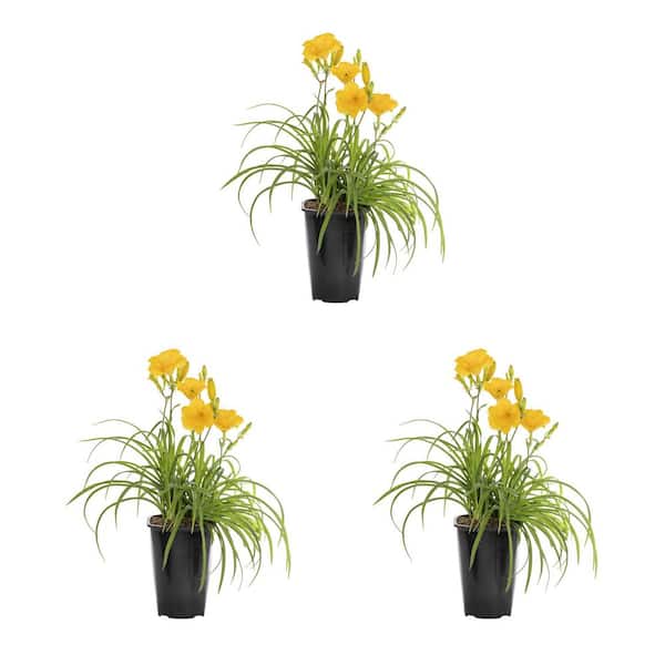 METROLINA GREENHOUSES 2 QT. Yellow Stella D'oro Daylily Perennial