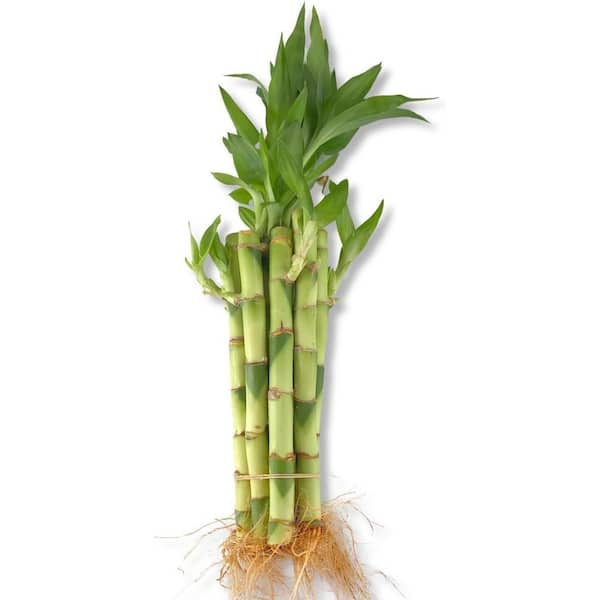 Wekiva Foliage Lucky Indoor Bamboo-Live Plants-Ships Bare Root-5-Pack of 6 Inch Straight Stalks-Feng-Shui Zen Houseplants