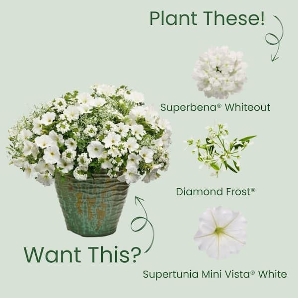 Proven Winners 4.25 in. Eco+ Grande Superbena Whiteout (Verbena