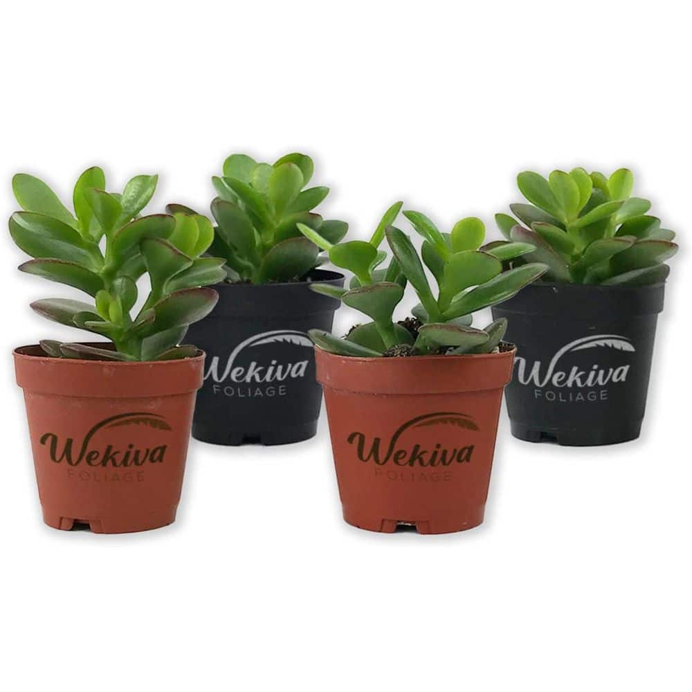 Mini Leaf Jade Plant-4 Live Starter Plants in 2 in. Pots-Portulacaria Afra-Drought Tolerant Indoor Outdoor price history on PriceWatchPro