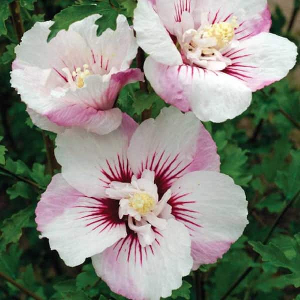 2 Gal. Fiji Hibiscus Flowering Shrub with Pink Flowers