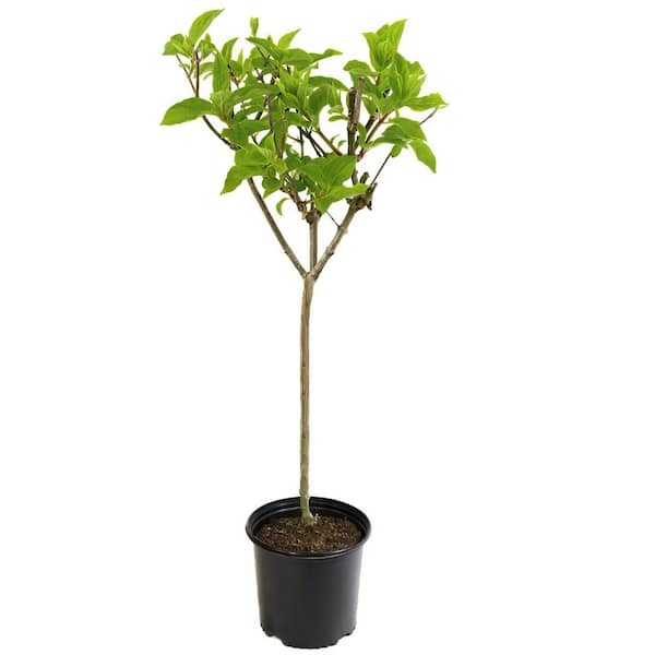 1 Gal. Hydrangea Vanilla Strawberry Tree