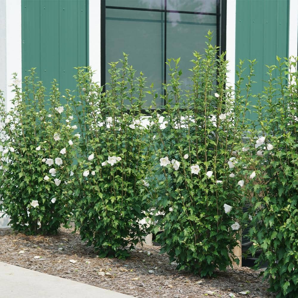 2 Gallon White Pillar Rose of Sharon Hibiscus Shrub