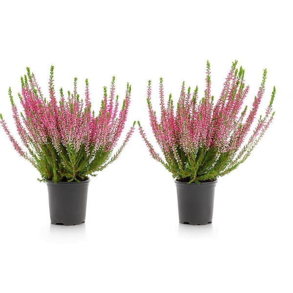 1 gal. Mediterranean Pink Heather (2-Pack) Hardy Evergreen Shrubs with Soft Pink Flowers