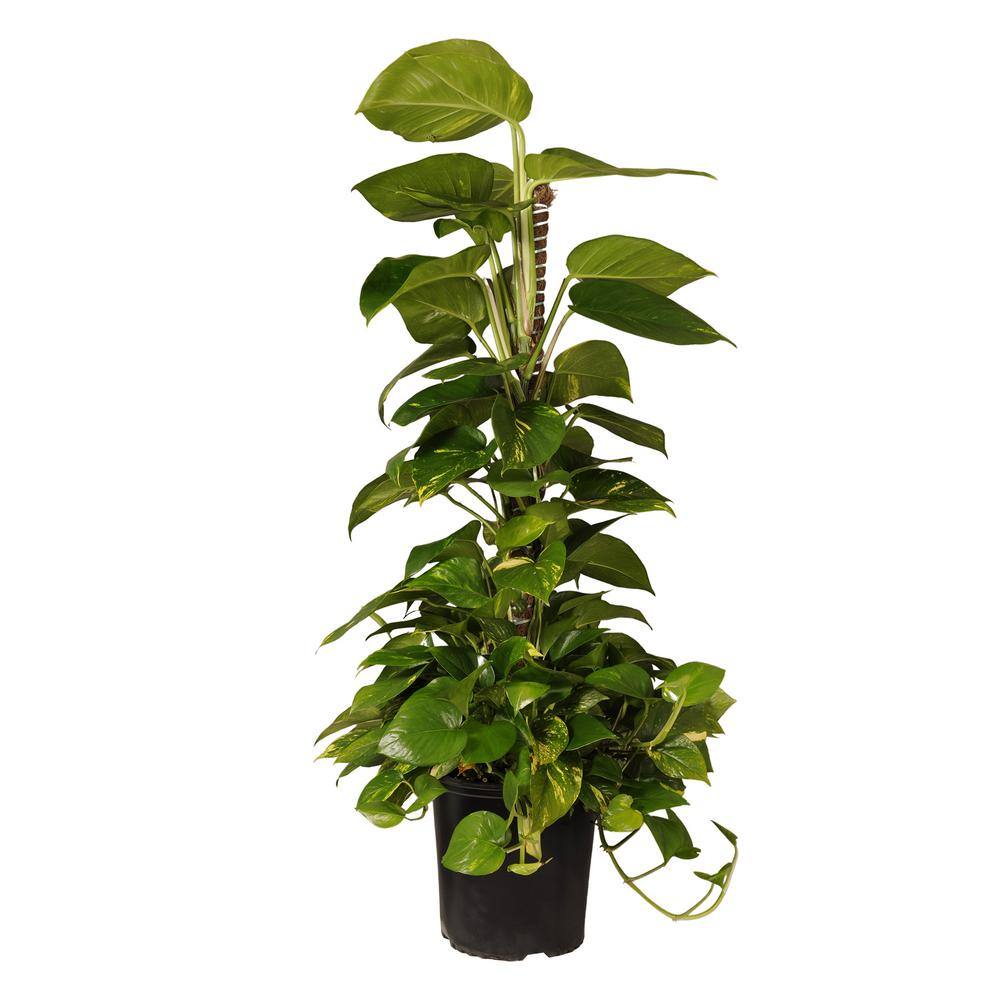 United Nursery Golden Pothos Totem Plant in 9.25 in