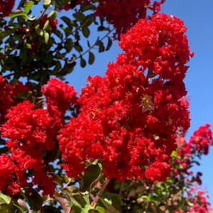 #5 container 'Red Rocket' Crape Myrtle Tree