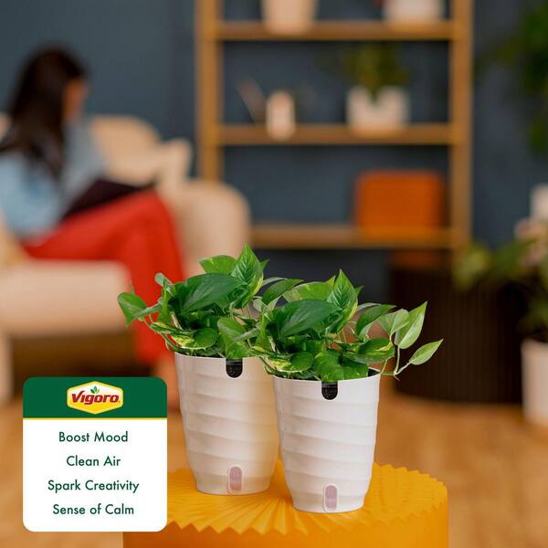 Vigoro Golden Pothos Indoor Plant in 6 in. White Decor Planter, Average  Shipping Height 1-2 ft. Tall (2-Pack) CO.POTH.3.VI.WH - The Home Depot