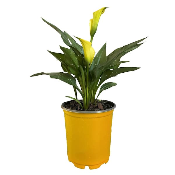 Unbranded 1 Gal. Calla Lily Plant with Bright Yellow Blooms