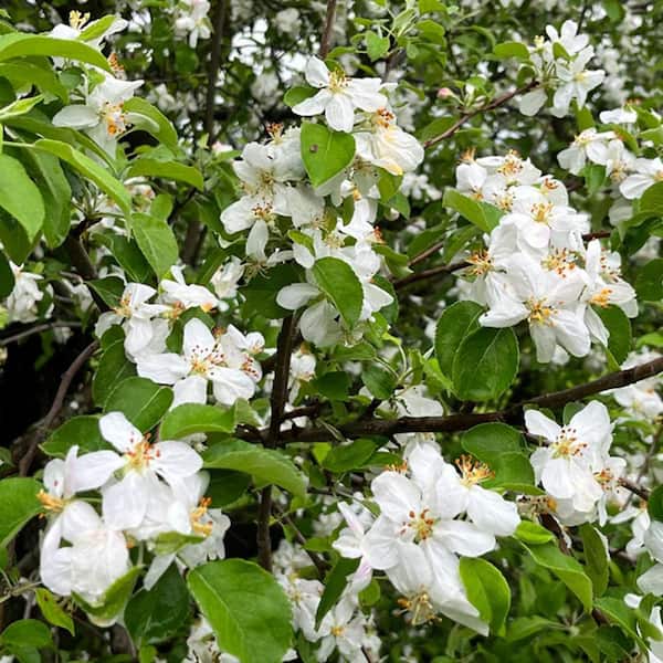 5 Gal. Scarlet Sentinel (Columnar) Apple Tree APPSPO05G - The Home