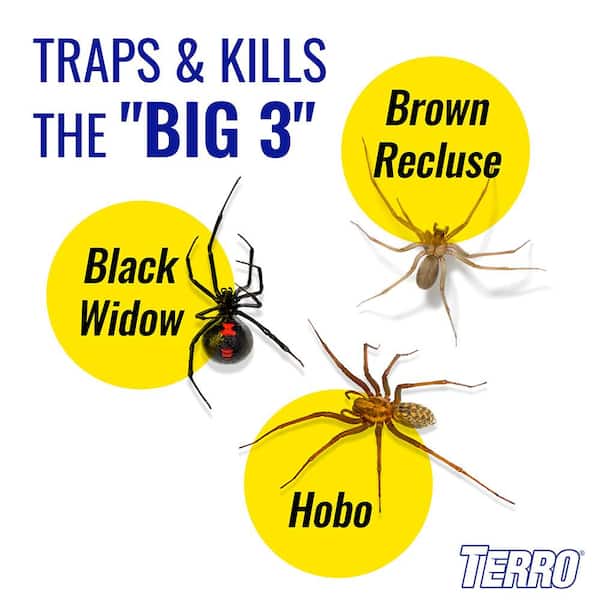 TERRO® Refillable Spider & Insect Trap Plus Lure