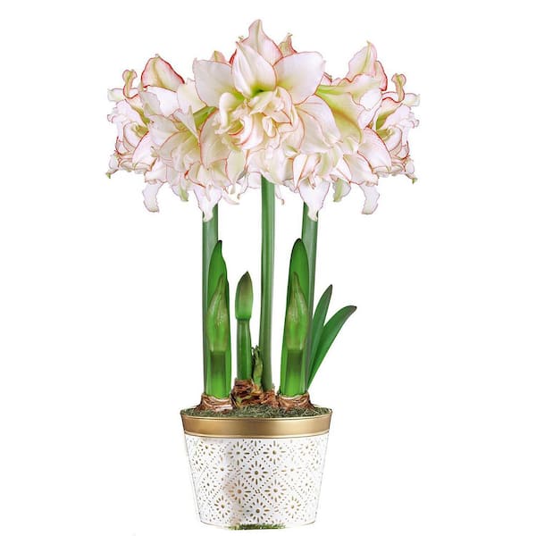 Gardens Alive! 9 in. Pot Harlequin White and Pink Flowering Amaryllis (Hippaestrum) 3 Bulb Holiday Gift Kit, Planted in a Decorative