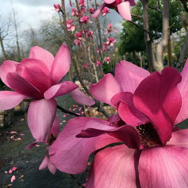 1 gal. Vulcan Deciduous Japanese Magnolia Tree with Purple Flowers