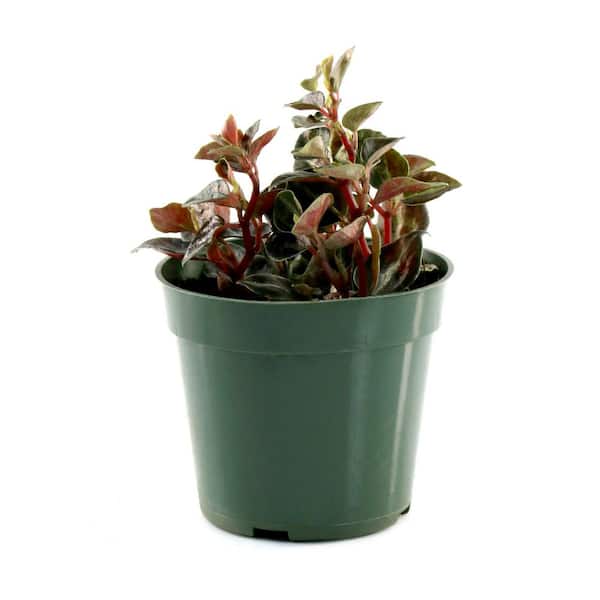 national PLANT NETWORK 4 in. Peperomia Metallica Plant in Grower Container (3-Pack)